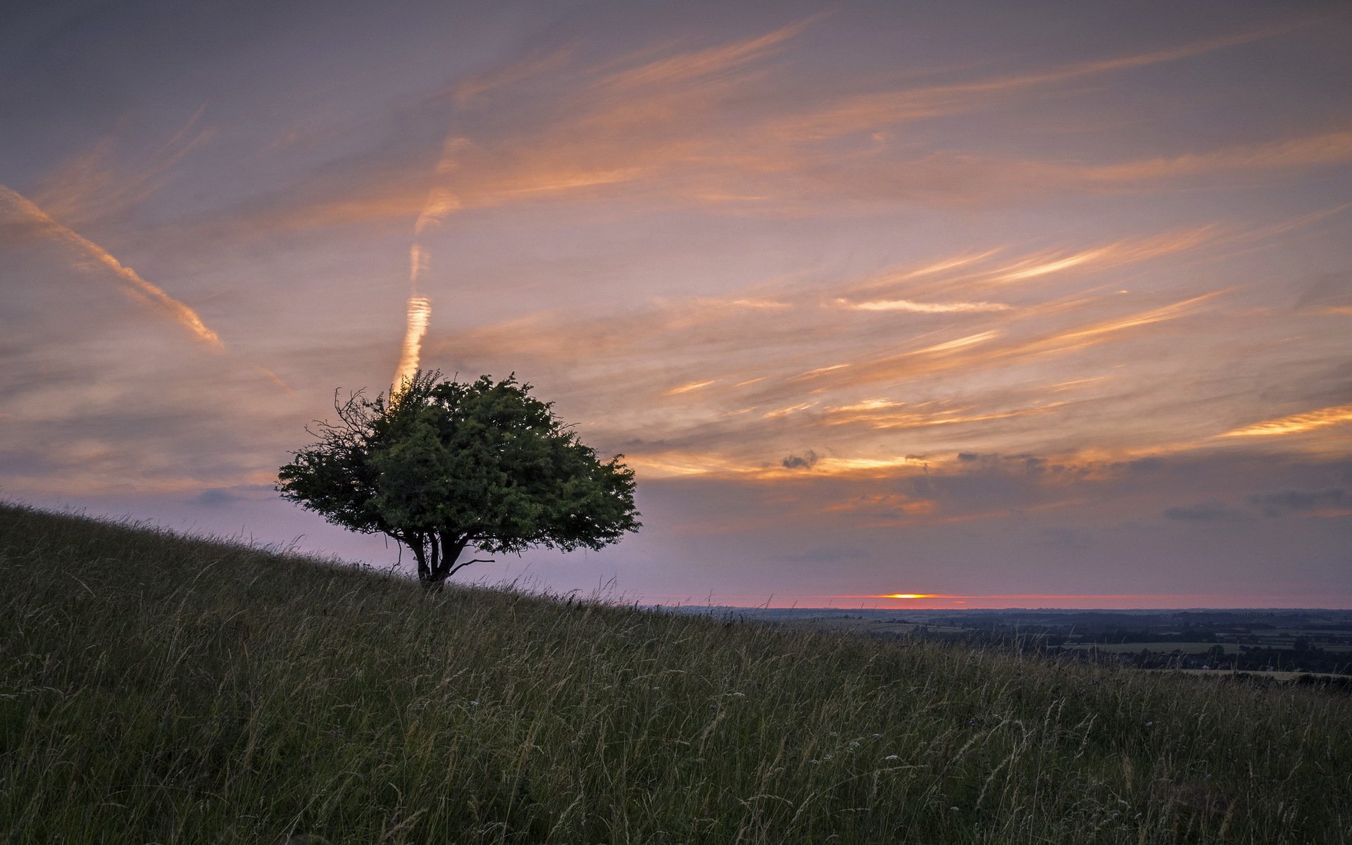 campo albero tramonto paesaggio