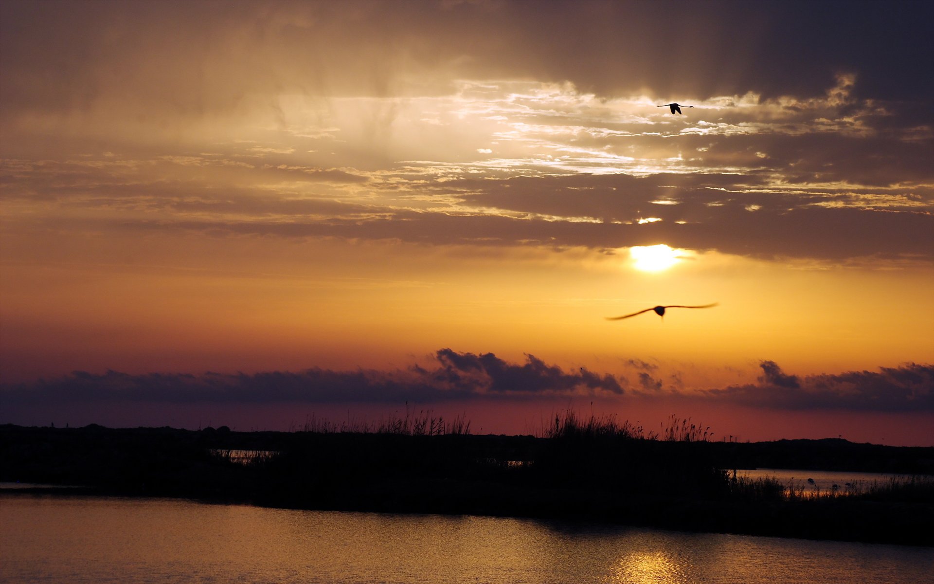 sonnenuntergang fluss vögel landschaft