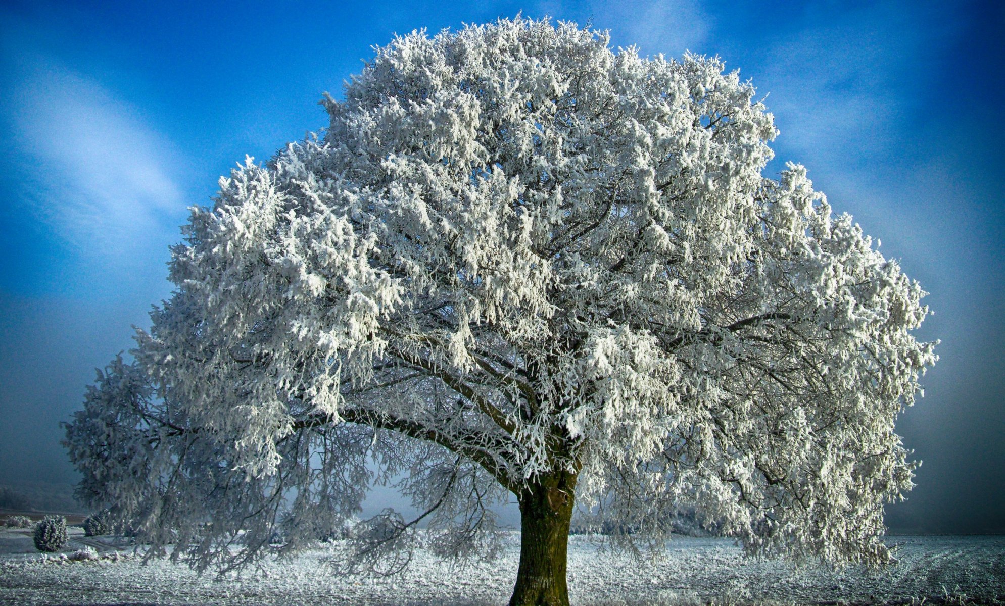 landschaft natur schnee winter baum zweige blauer himmel