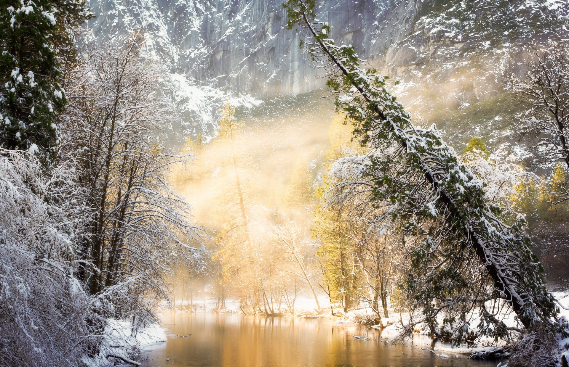 winter river forest tree fog light nature photo