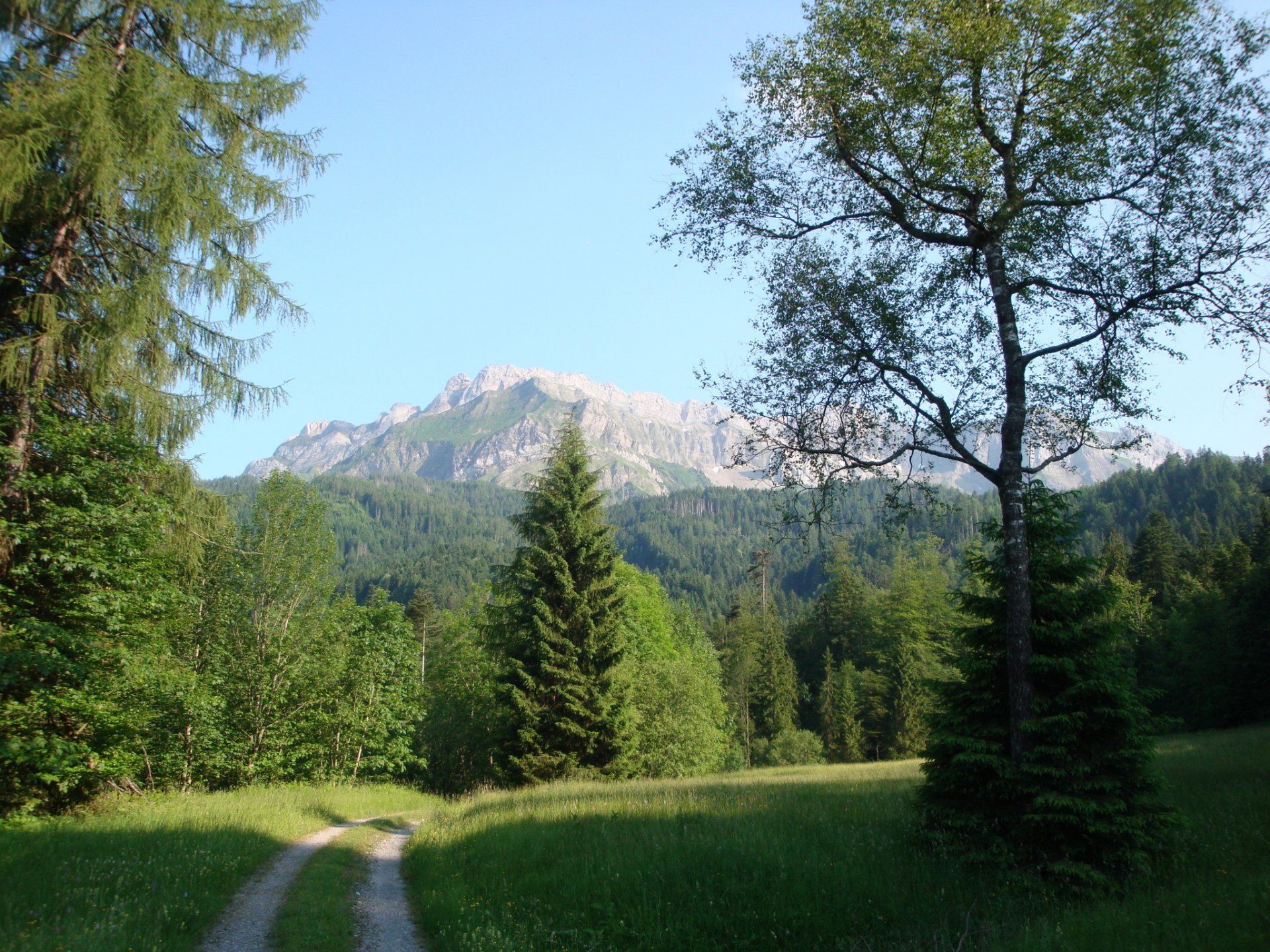 paysage suisse route montagnes été luzerne crins herbe arbres épinette nature