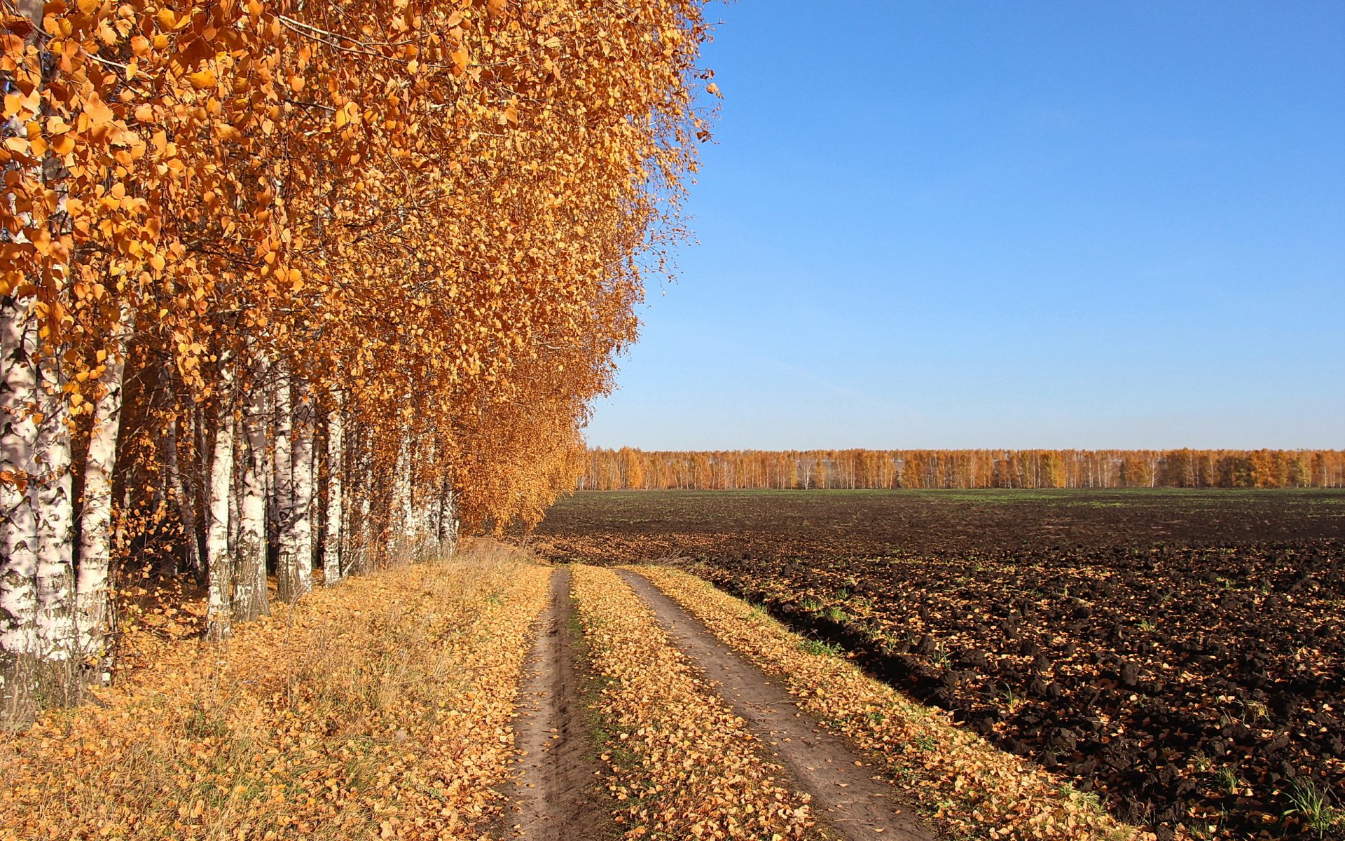 autumn road the field