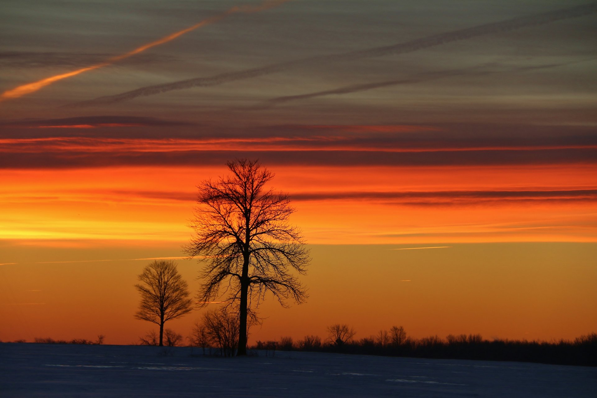alberi inverno mattina alba