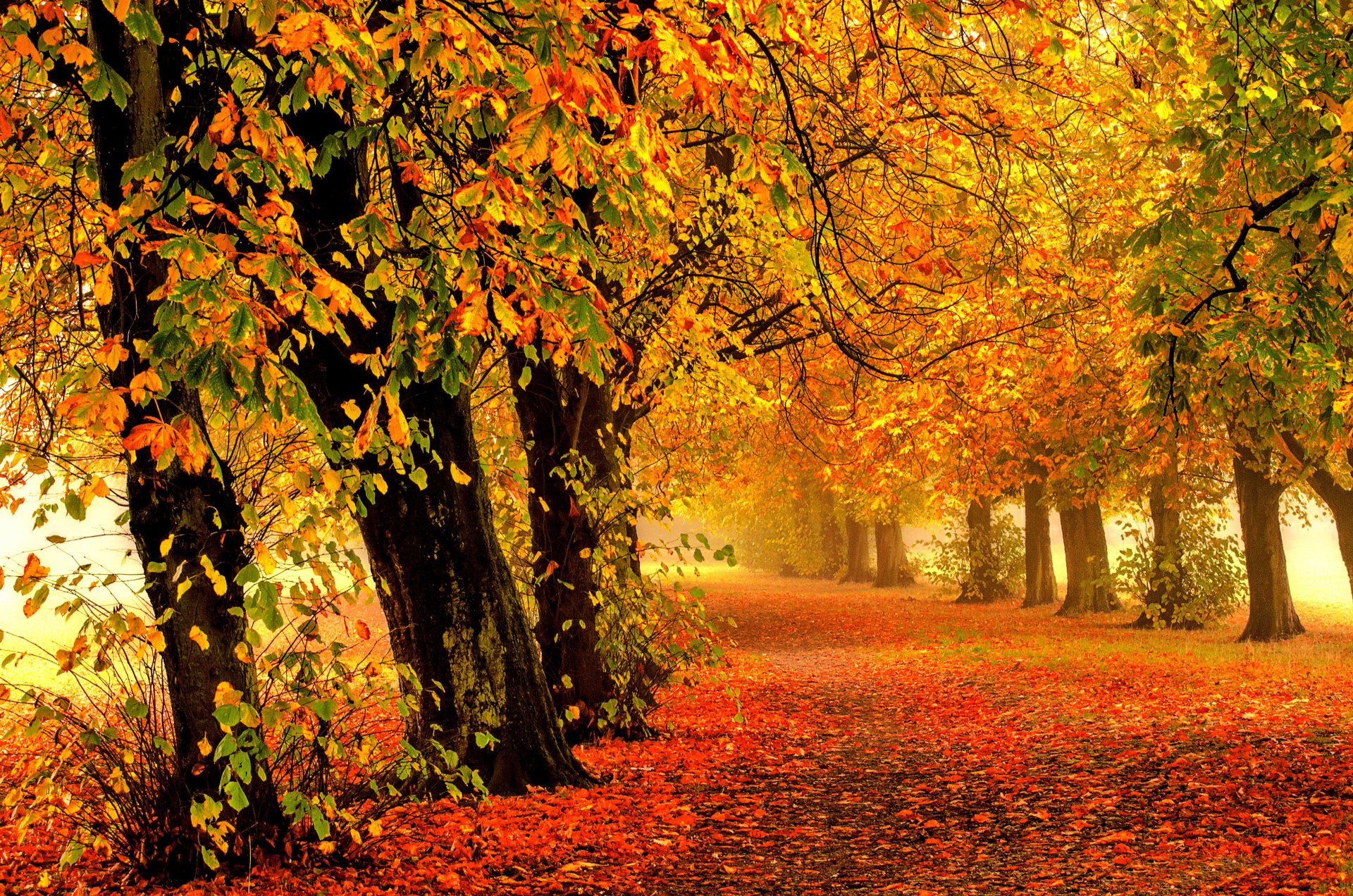 naturaleza bosque parque árboles hojas colorido camino otoño caída colores paseo