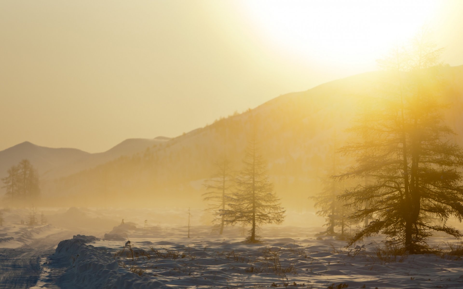 montagnes neige arbres brouillard nature paysage