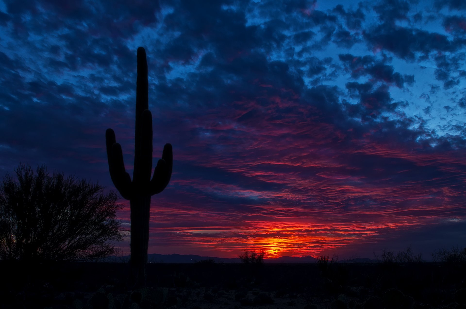 tucson arizona cielo notte cactus