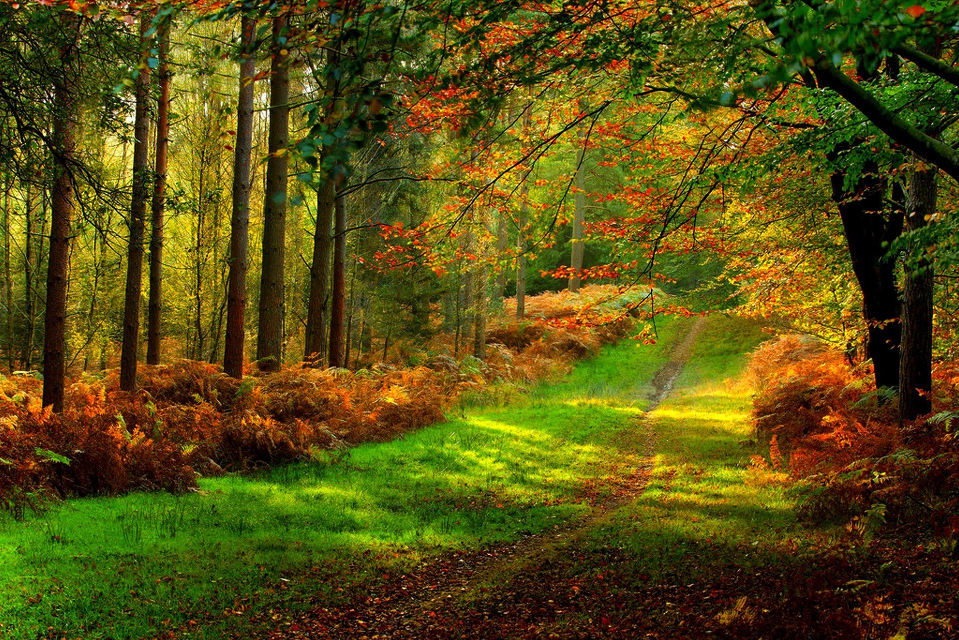 nature forêt parc arbres feuilles coloré route automne automne couleurs promenade