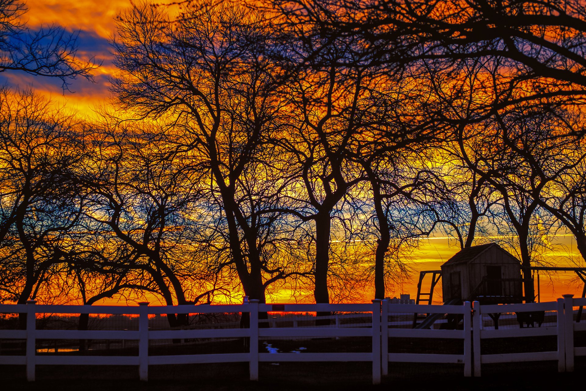 fence tree sunset