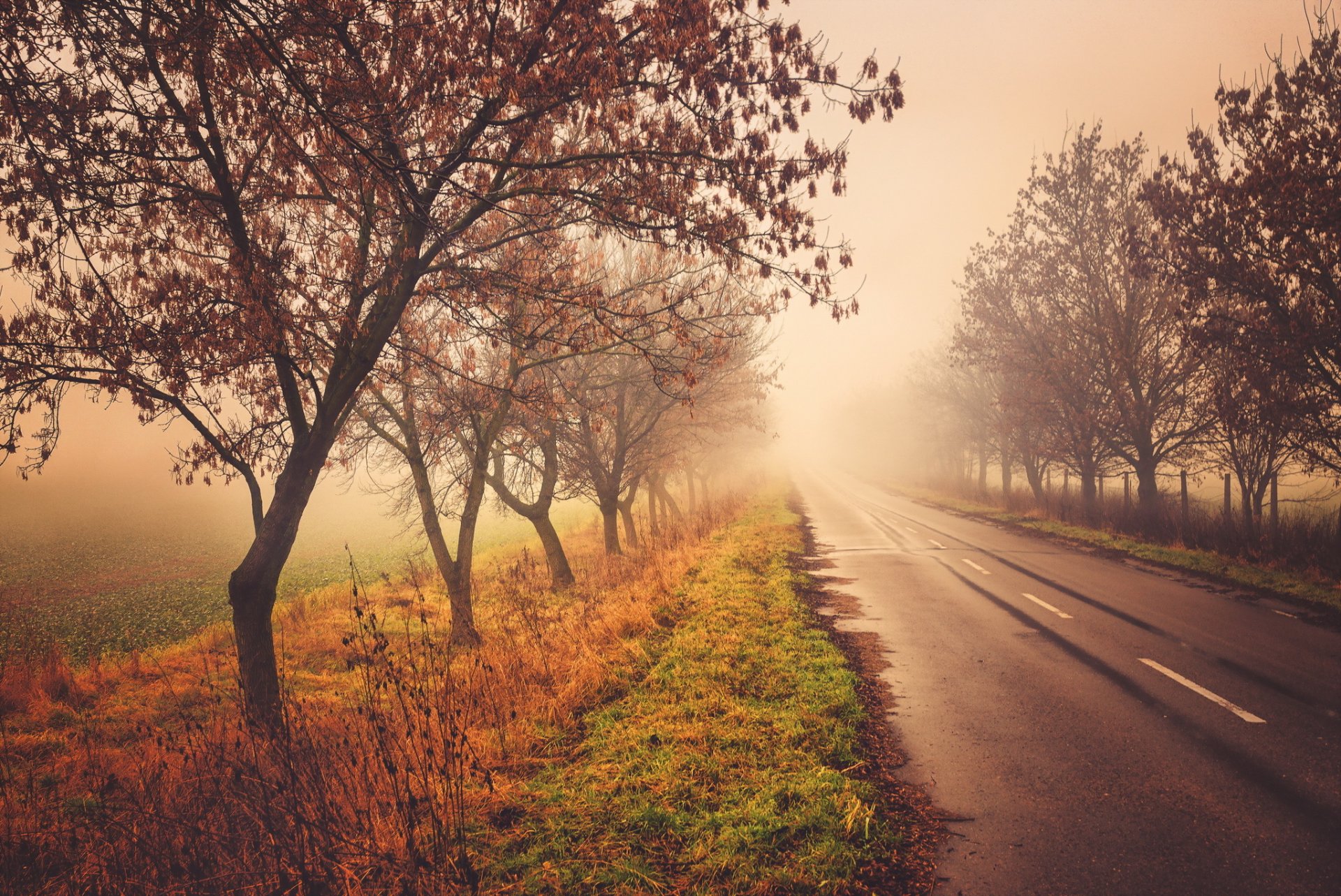 strada alberi natura autunno nebbia