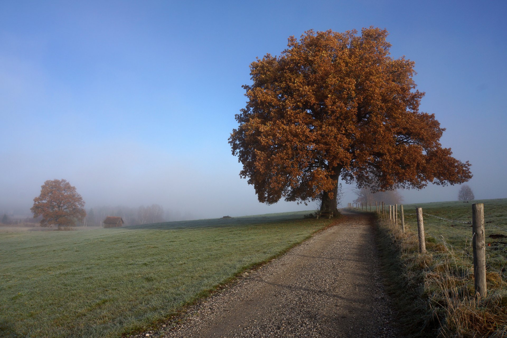 carretera árbol otoño niebla