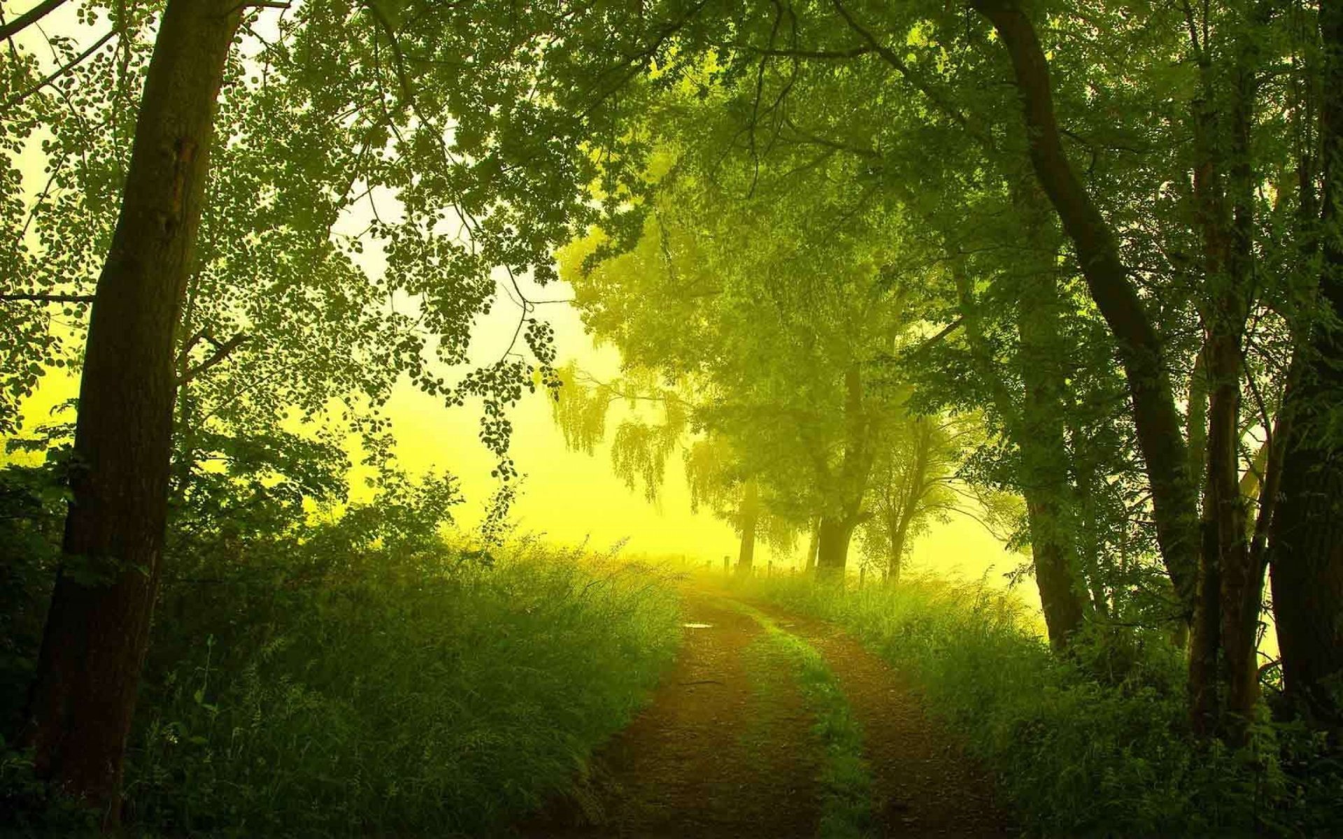 лес дорога свет пейзаж природа