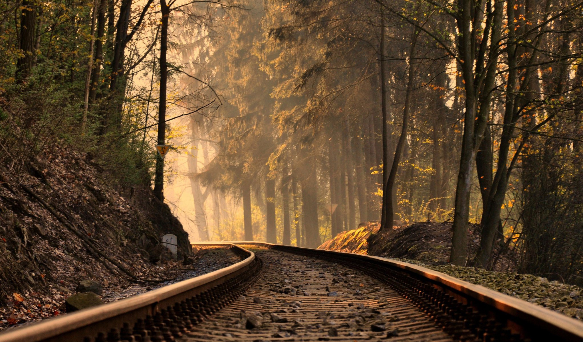 autunno foresta luce ferrovia