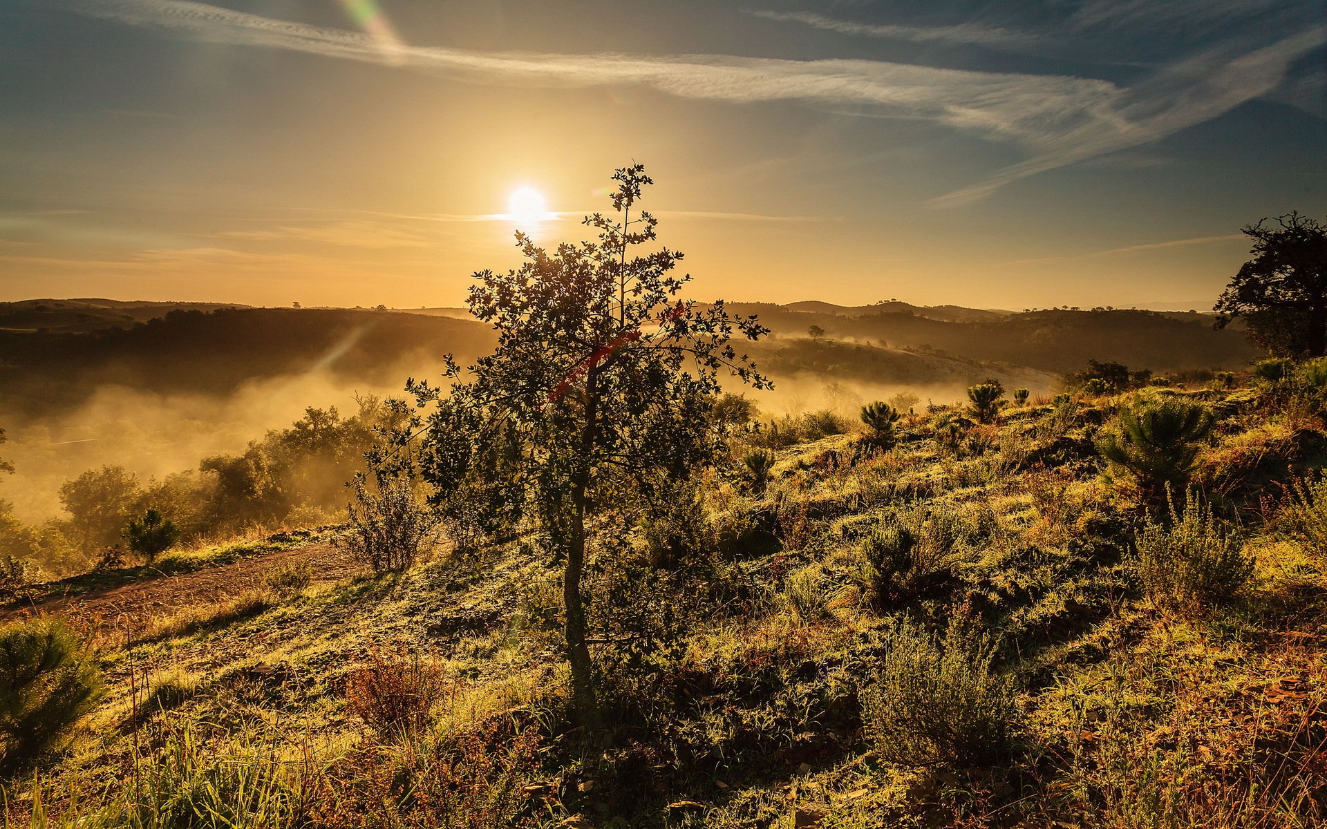 unset tree landscape
