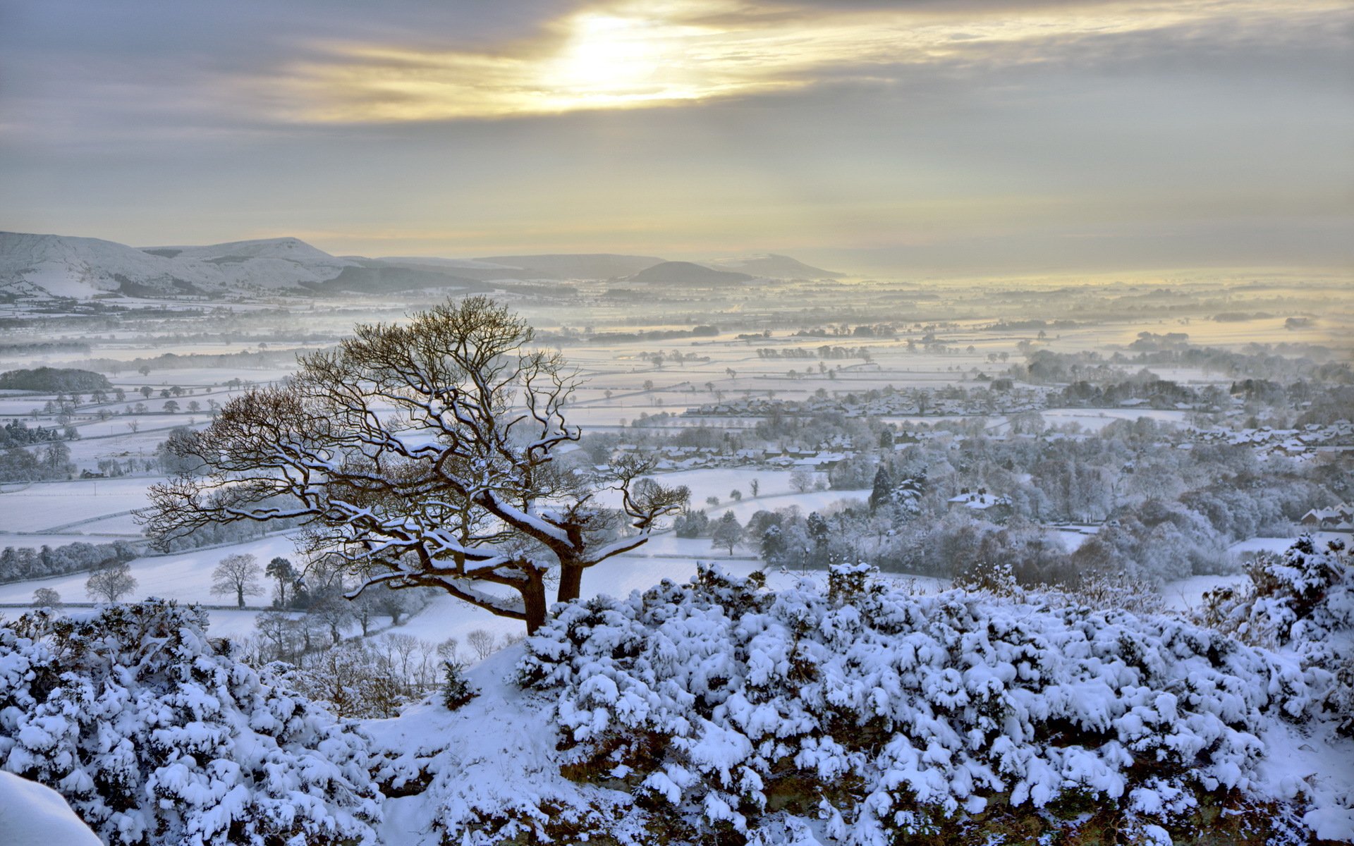 hiver champ arbre