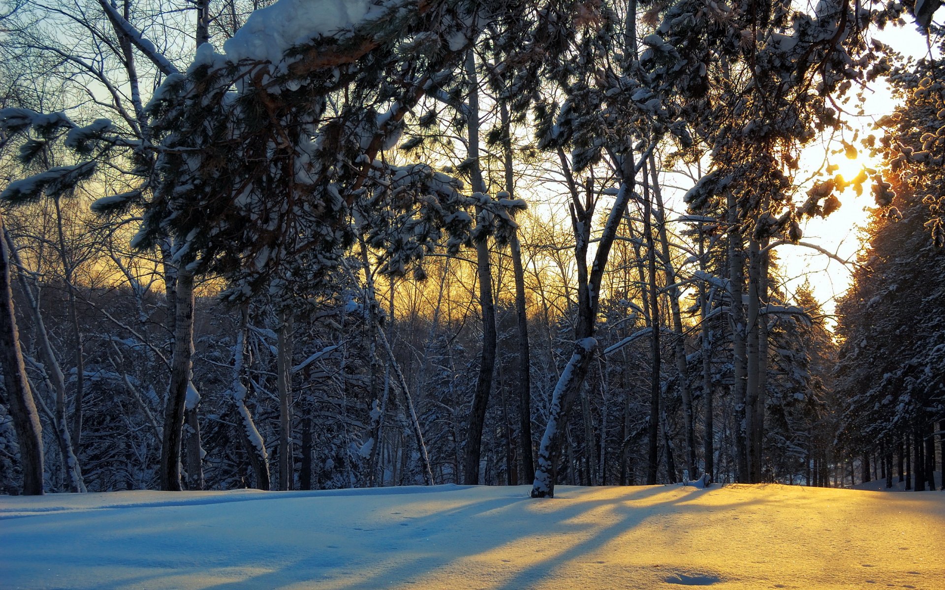 foresta inverno paesaggio