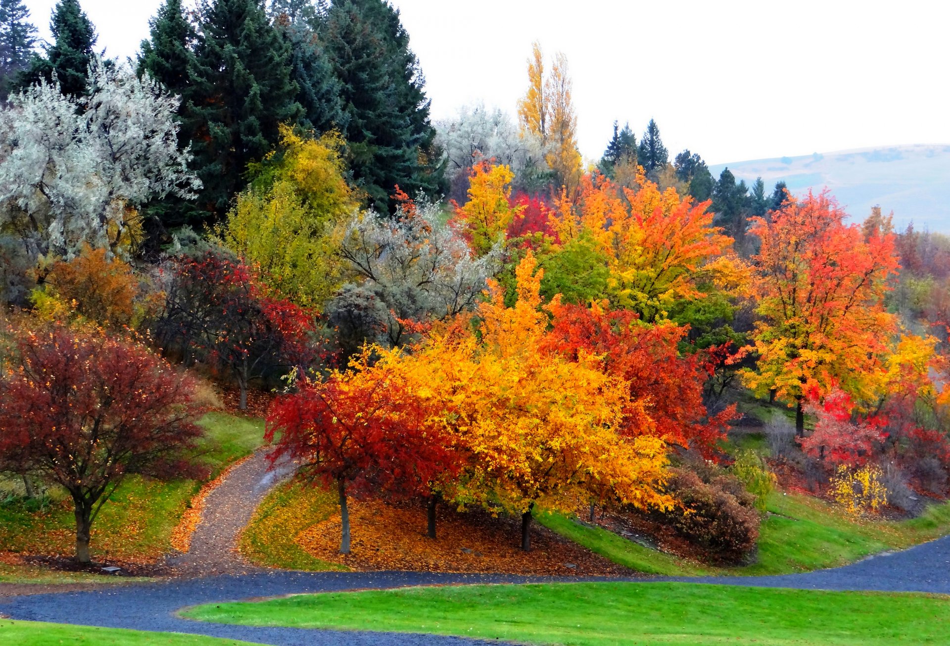 naturaleza bosque parque árboles hojas colorido camino otoño caída colores paseo