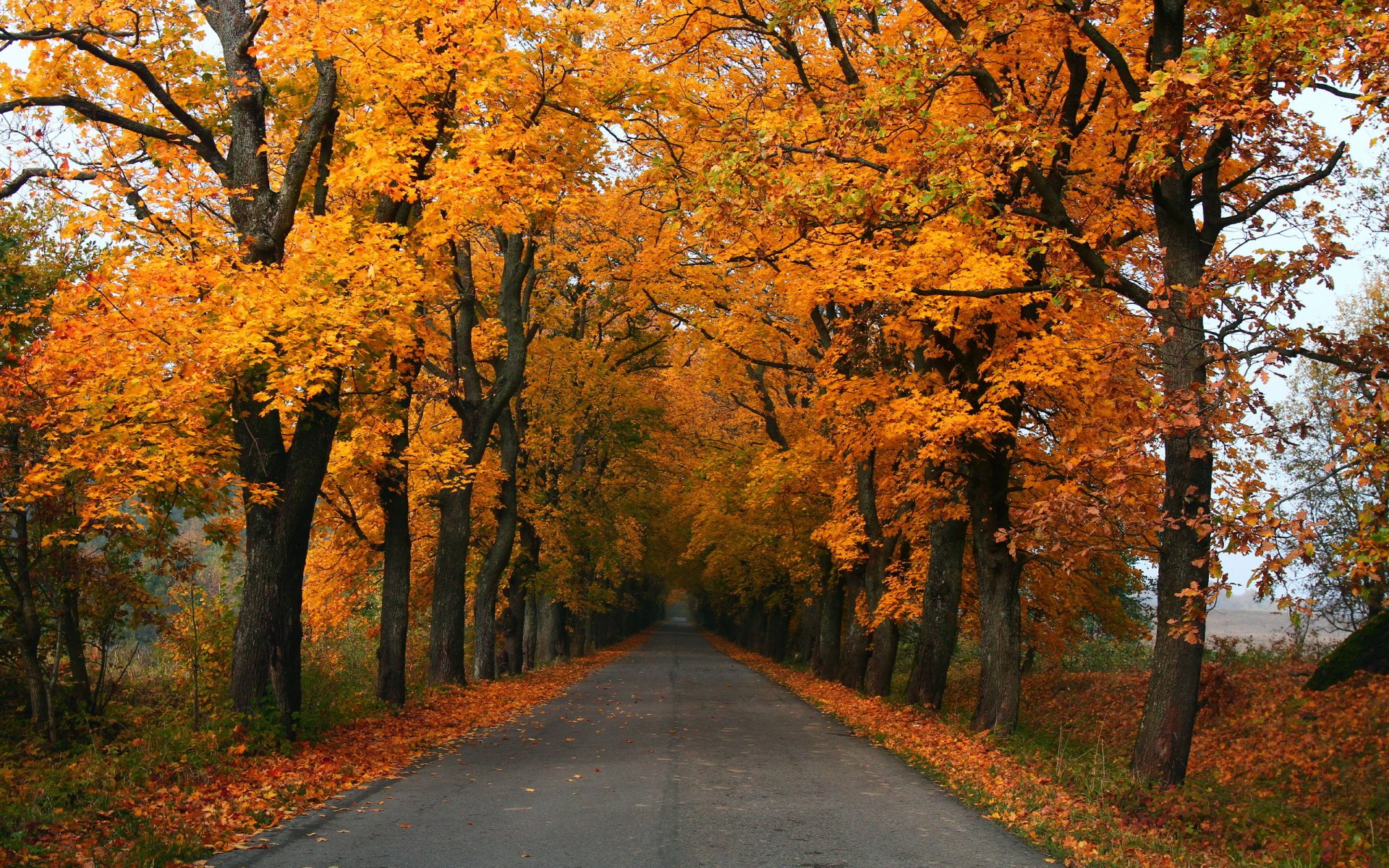 route automne paysage