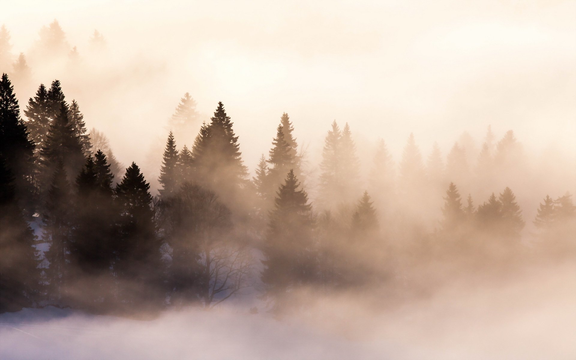 mañana bosque niebla