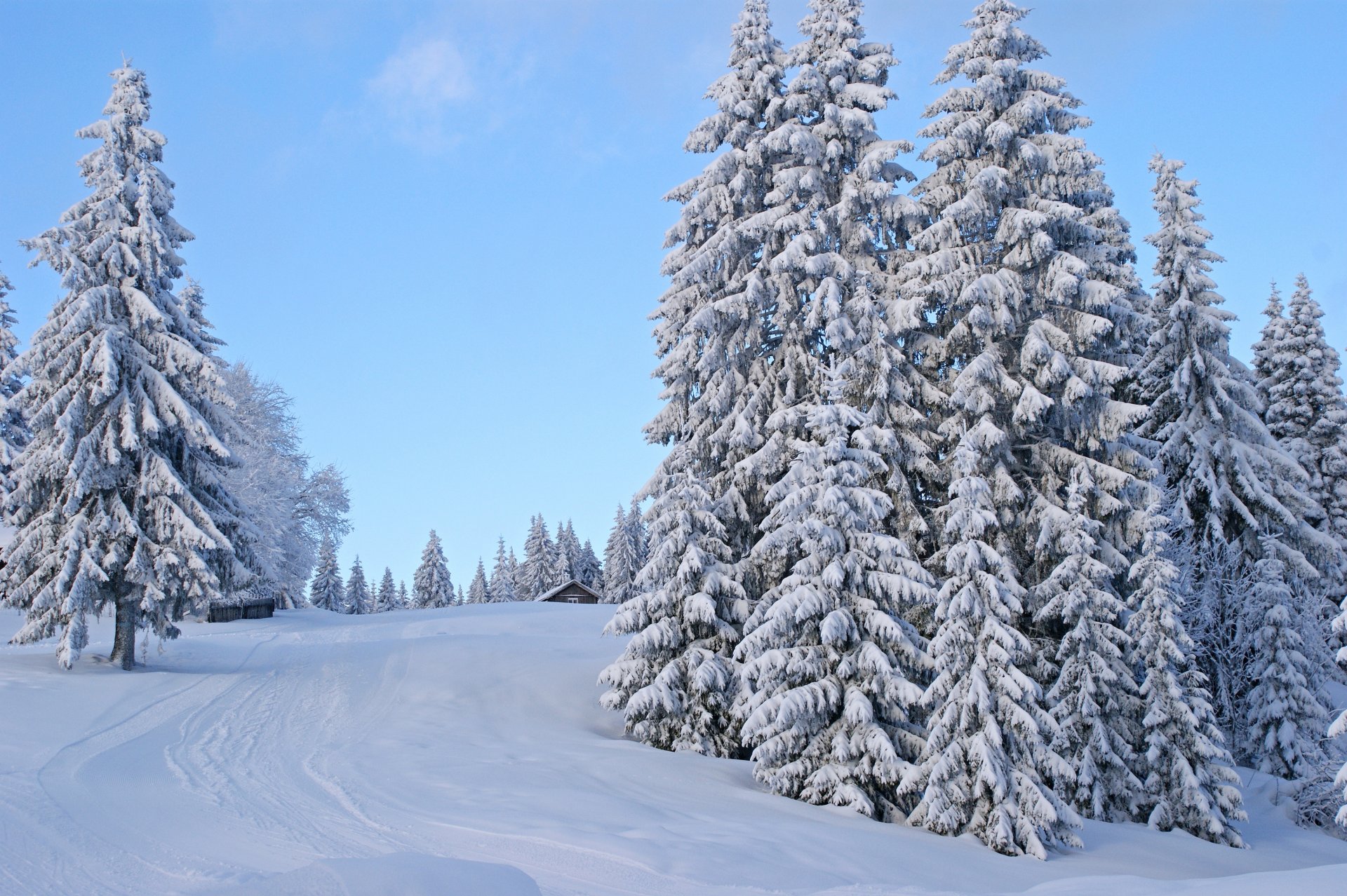winter snow road traces tree fence house sky