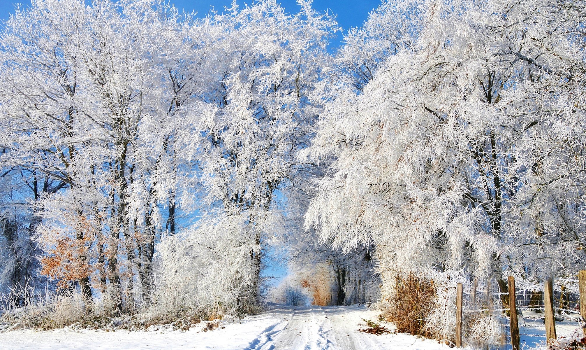 hiver neige route traces clôture arbres givre