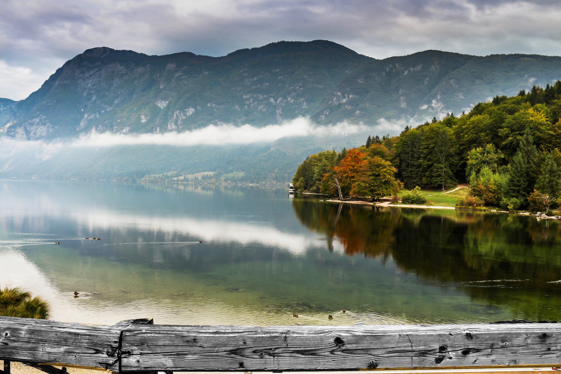 mountain forest lake duck fog