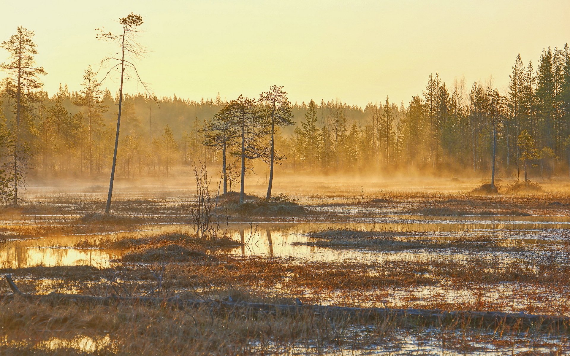 morning nature landscape