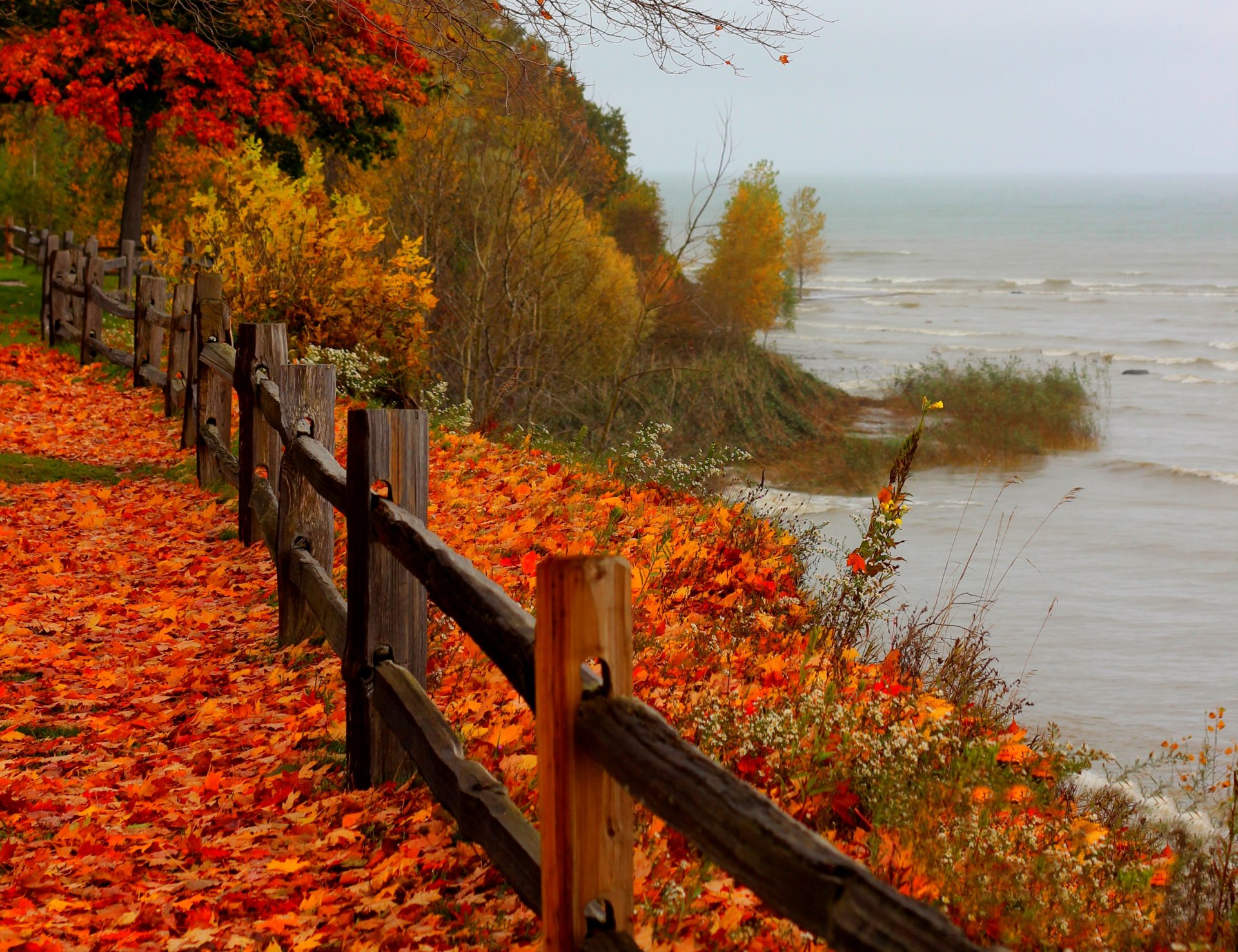 naturaleza paisaje bosque playa mar árboles otoño otoño ver