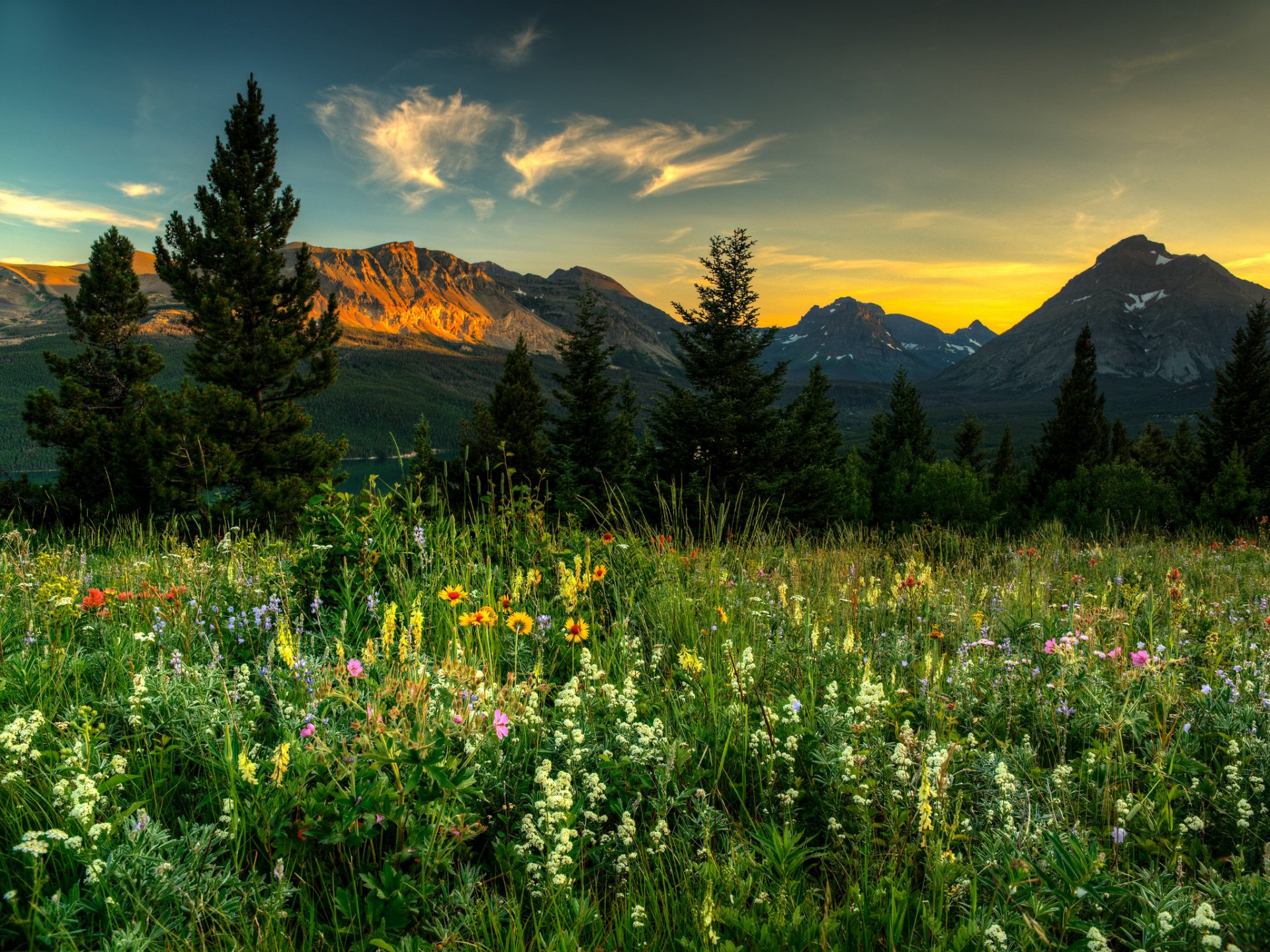 nature paysage montagnes épinettes fleurs