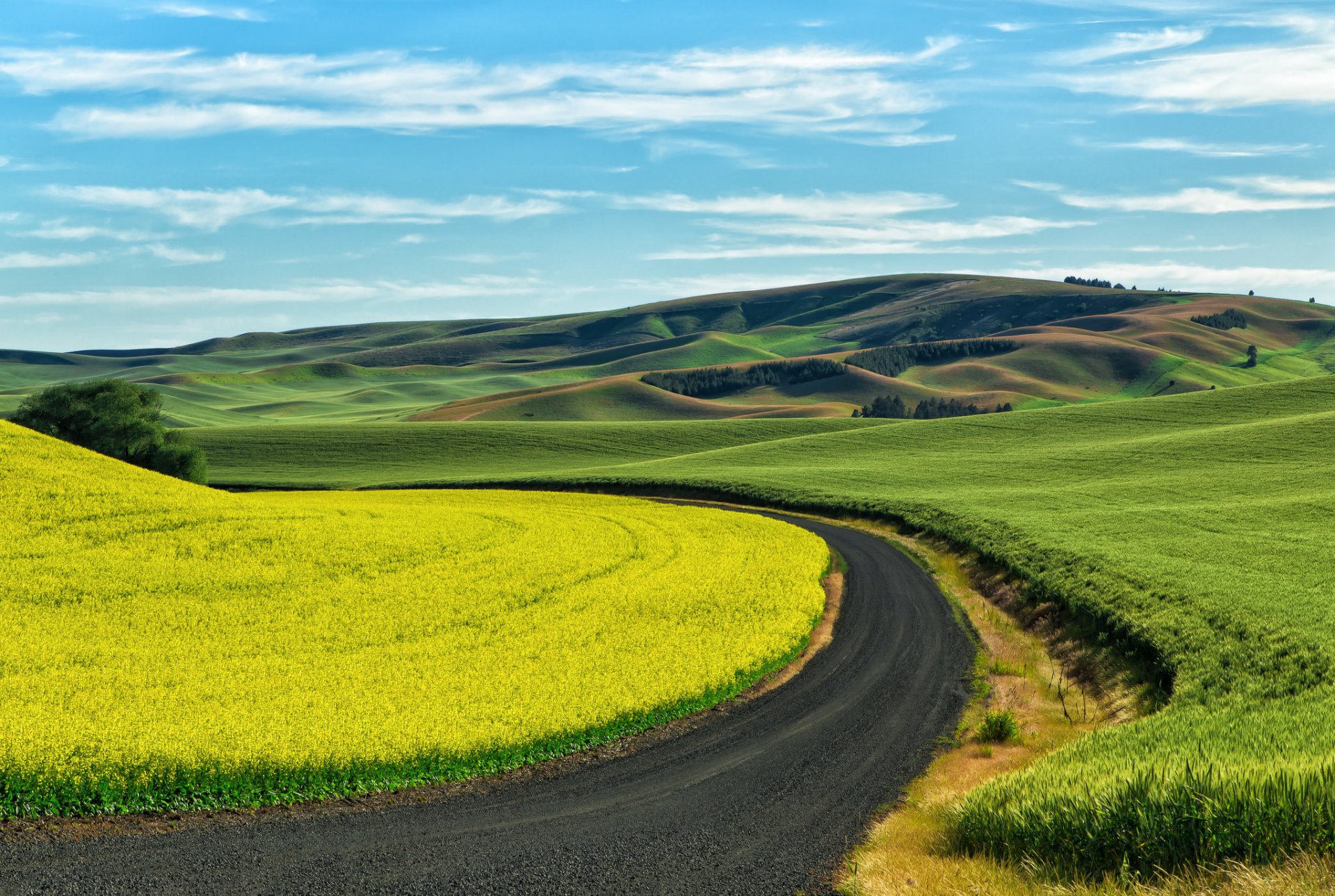 palouse southeast of washington united states of the field crops wheat rapeseed country road