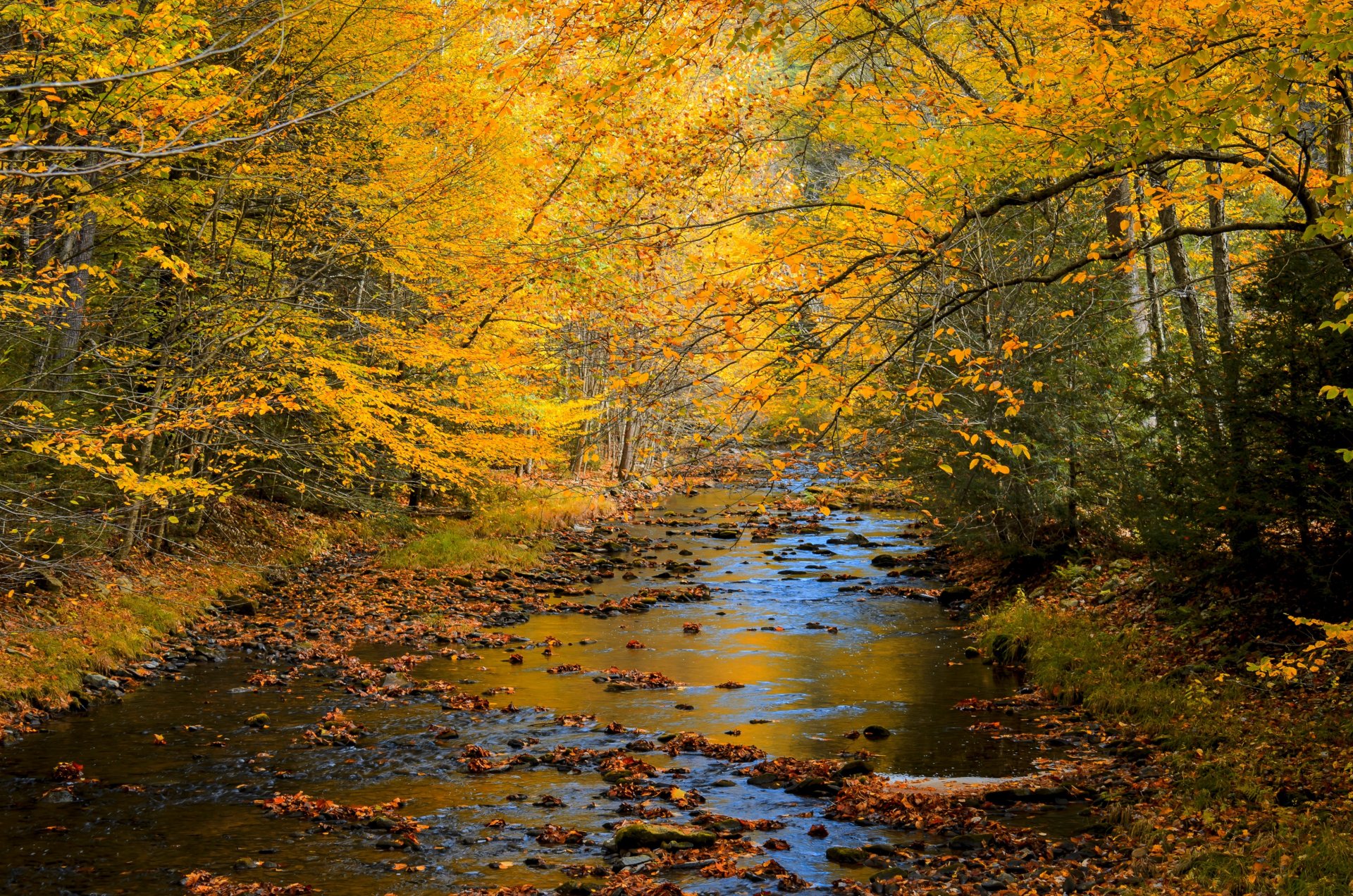 nature landscape forest trees autumn river autumn view