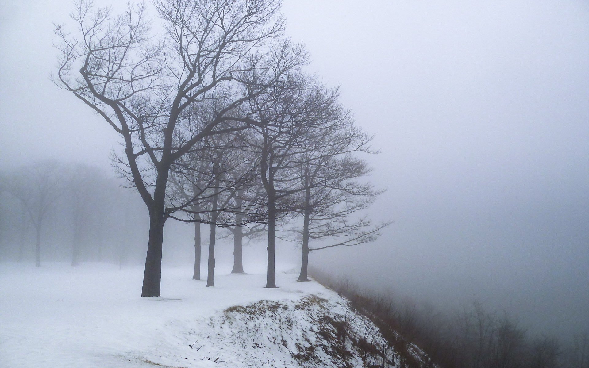 invierno árboles nieve niebla