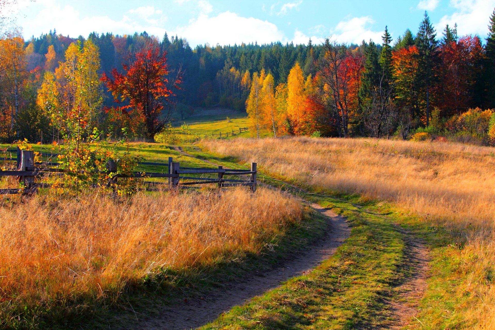 natura foresta alberi montagne erba foglie colorato strada autunno caduta colori passeggiata cielo