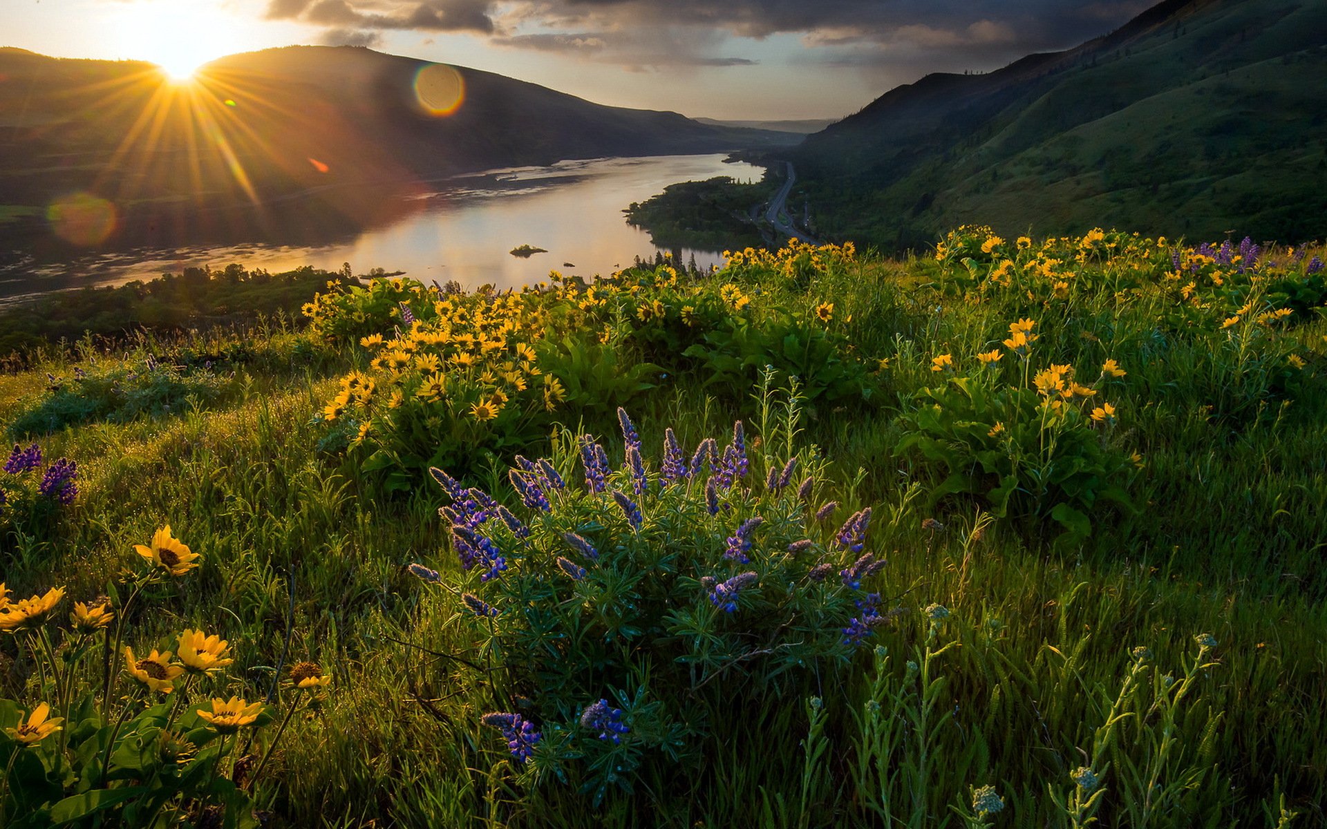 morning light flower landscape