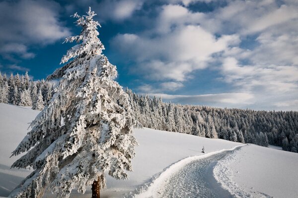 Der Winterweg in den Fichtenwald
