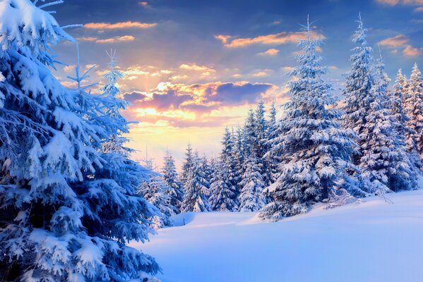 Paysage de forêt d hiver dans la forêt de conifères