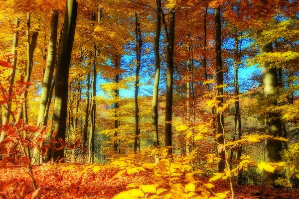 Automne doré. Paysage. Arbres