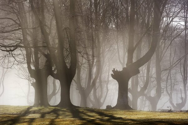 La nebbia mattutina nasconde gli alberi