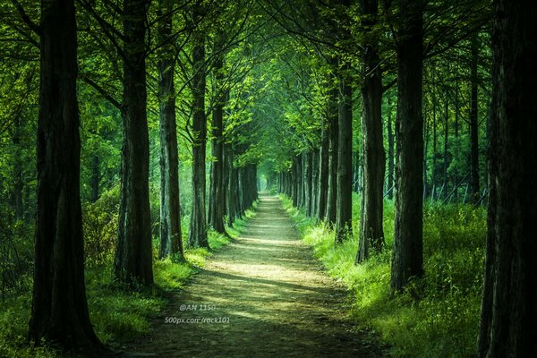 Wald. Die Natur. Bäume