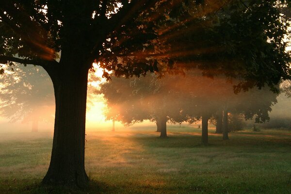 Brumoso amanecer en el parque de verano