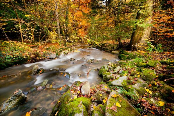 Forêt et rivière dans la forêt en automne