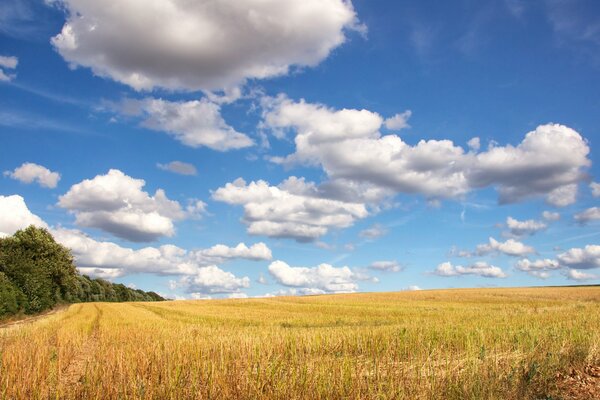 Wolken und Feld. Landschaft. Bäume