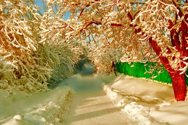 Strada innevata, alberi nella neve