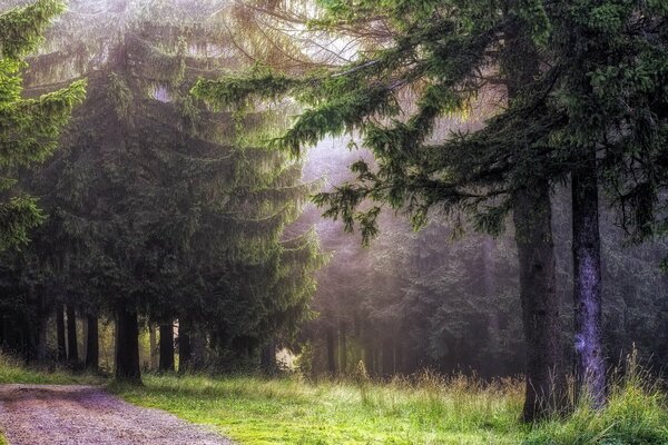 Paysage forestier dans la brume brumeuse
