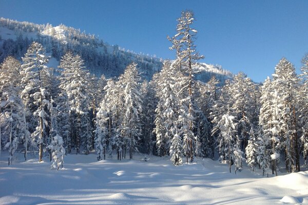 Winterlandschaft des Waldes im Fernen Osten