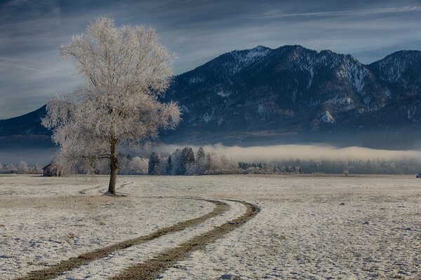 Árboles en invierno en Alemania Baviera