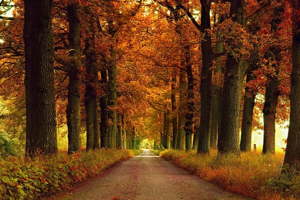 Foto autunno natura vicolo