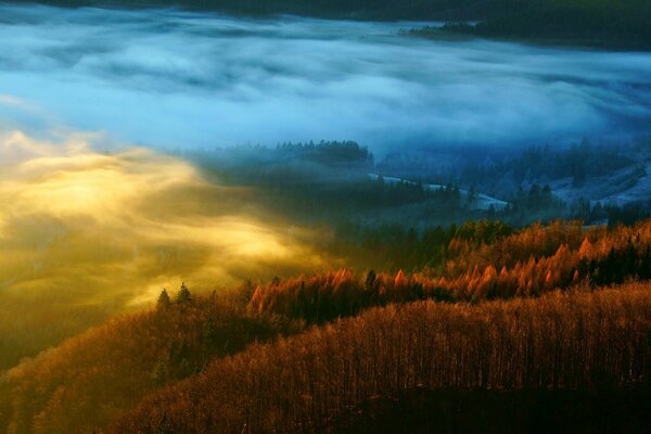 Autumn forest in the haze top view