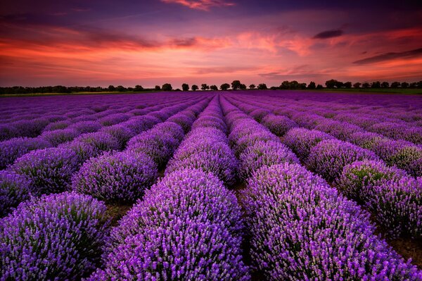 Campo di lavanda al tramonto