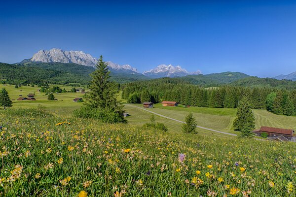 Giorno d estate fiori nel prato. paesaggio