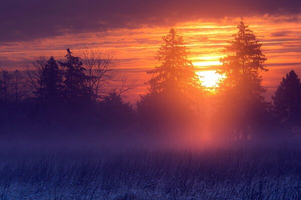 Sunset in the forest in winter